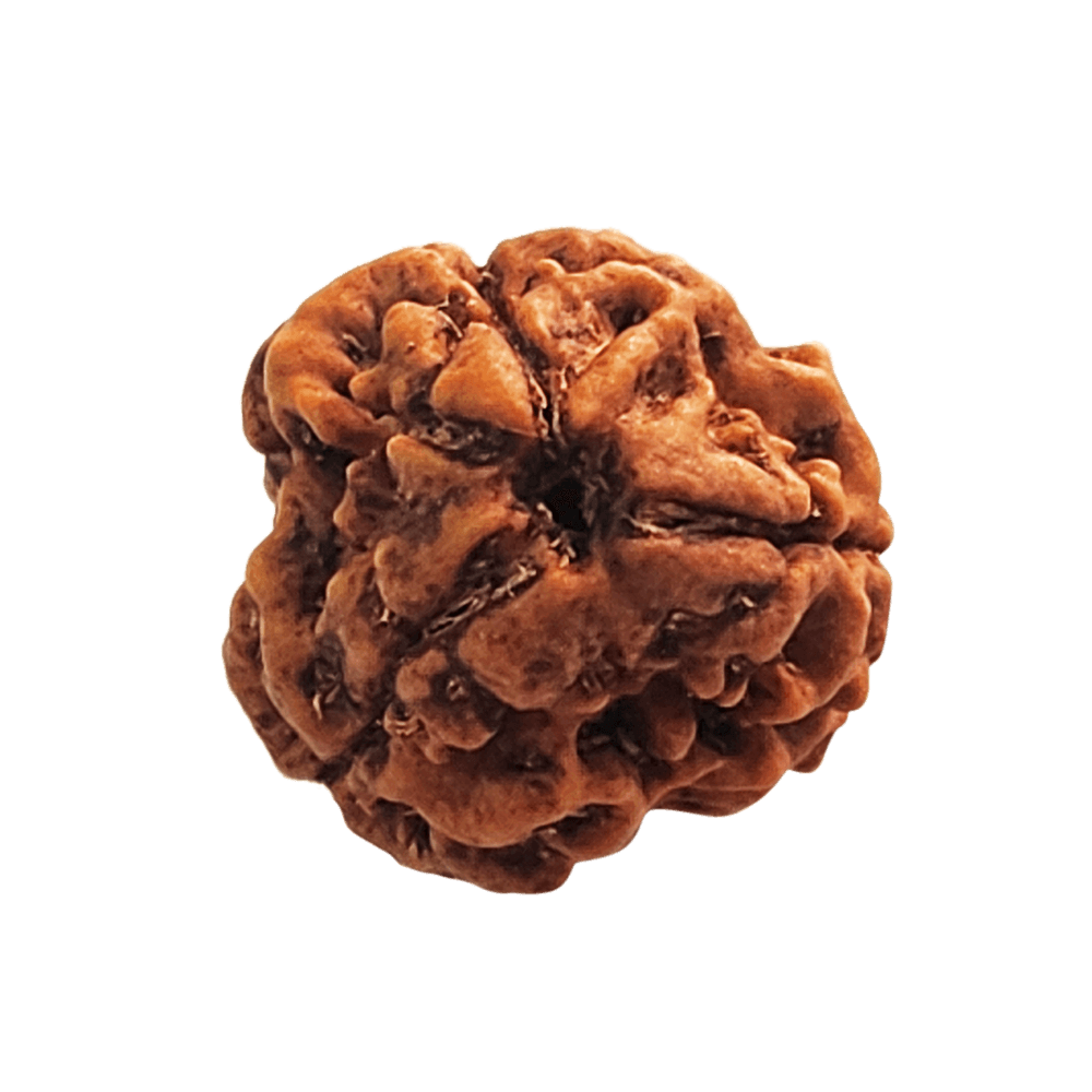 Faces of 3 Mukhi Rudraksha