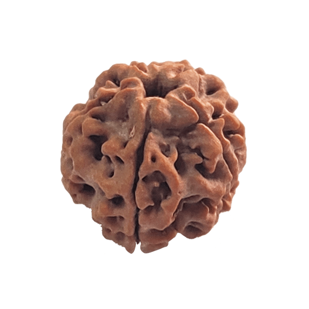 Faces of 5 Mukhi Rudraksha