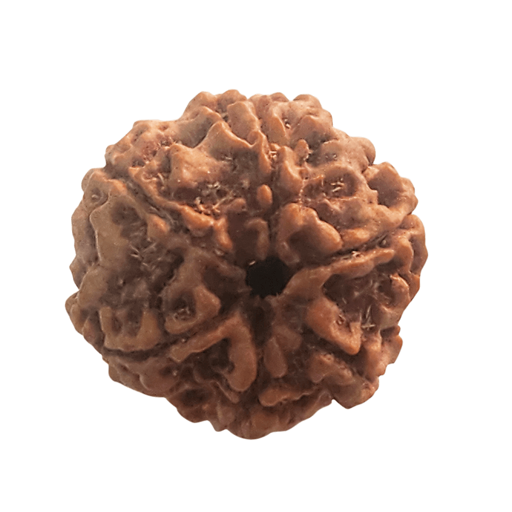 Faces of 6 Mukhi Rudraksha
