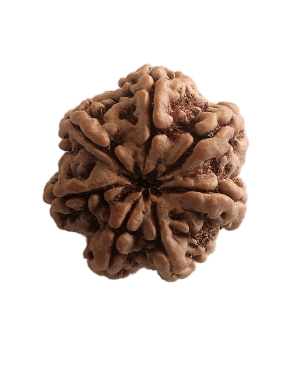 Faces of 7 Mukhi Rudraksha