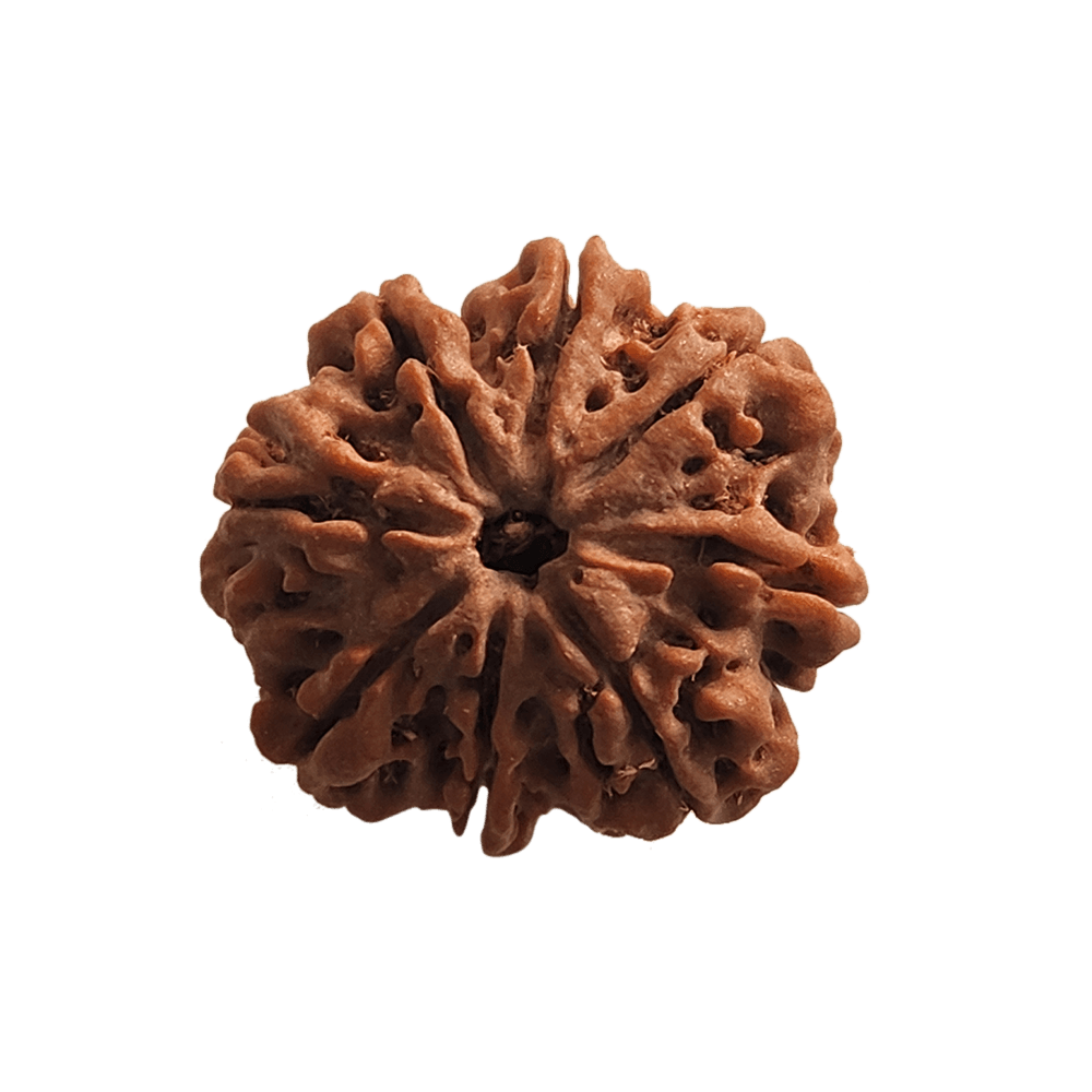 Faces of 8 Mukhi Rudraksha