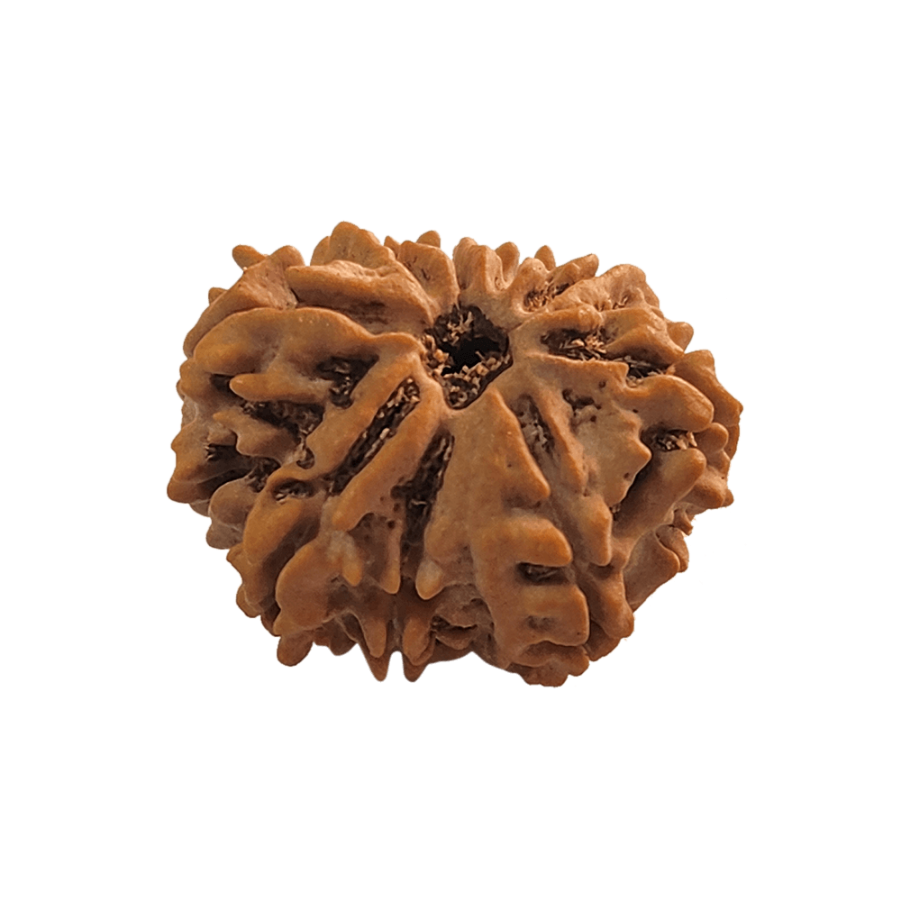 Faces of 9 Mukhi Rudraksha   