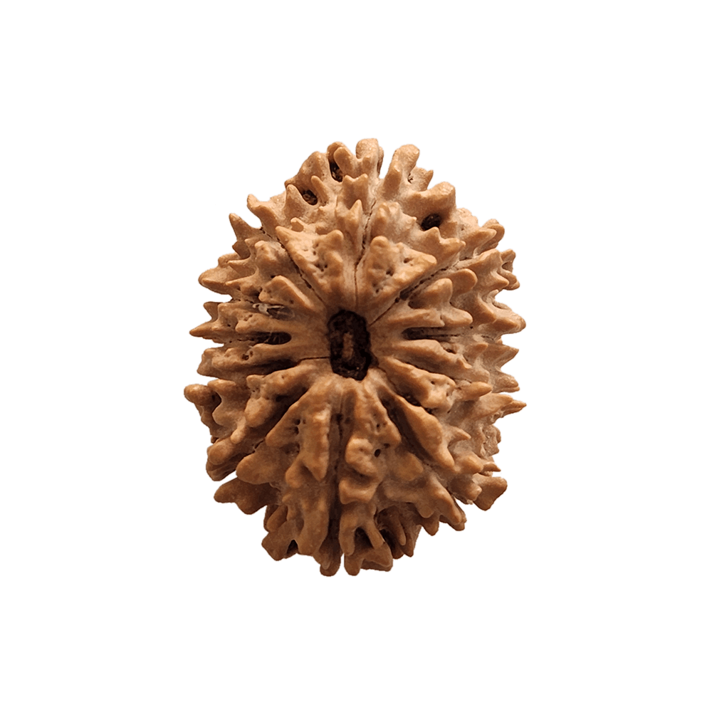 Faces of 11 Mukhi Rudraksha