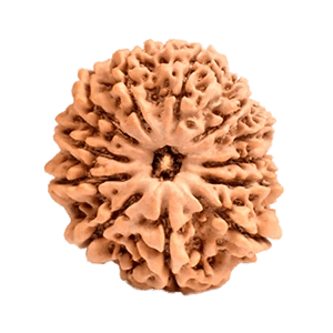 Faces of 12 Mukhi Rudraksha