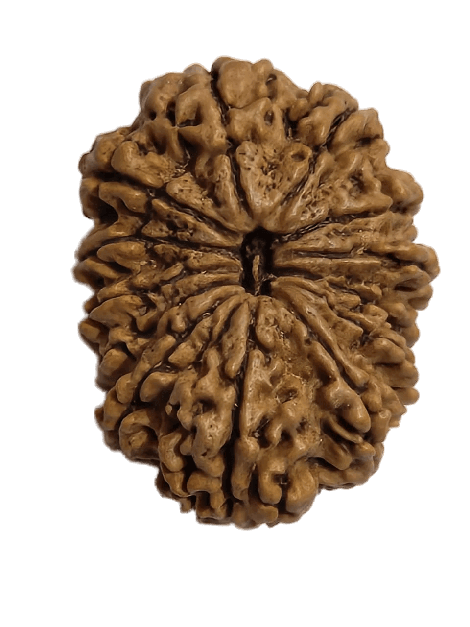 Faces of 13 Mukhi Rudraksha