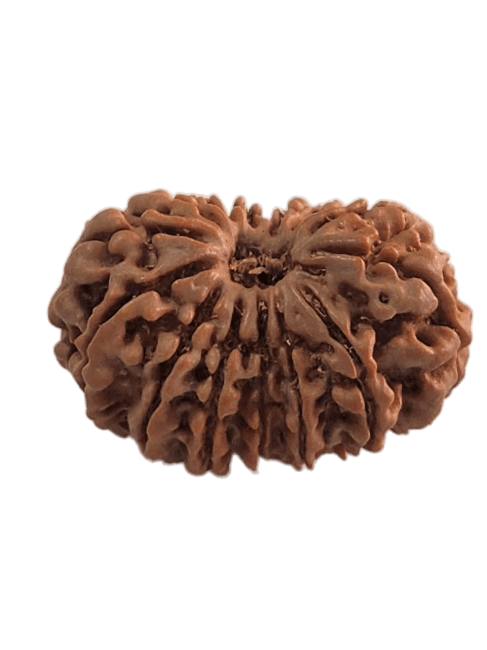 Faces of 14 Mukhi Rudraksha