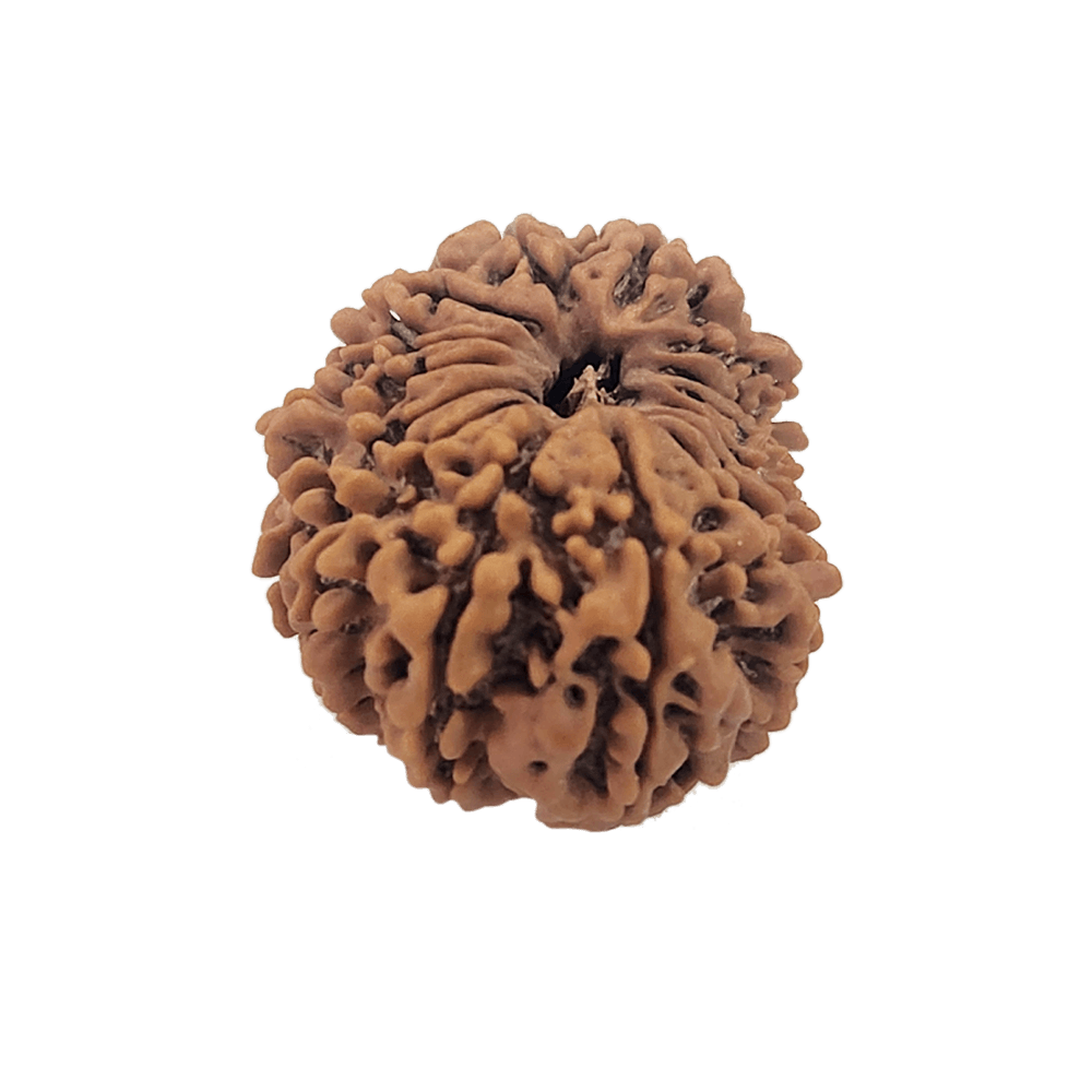 Faces of 15 Mukhi Rudraksha