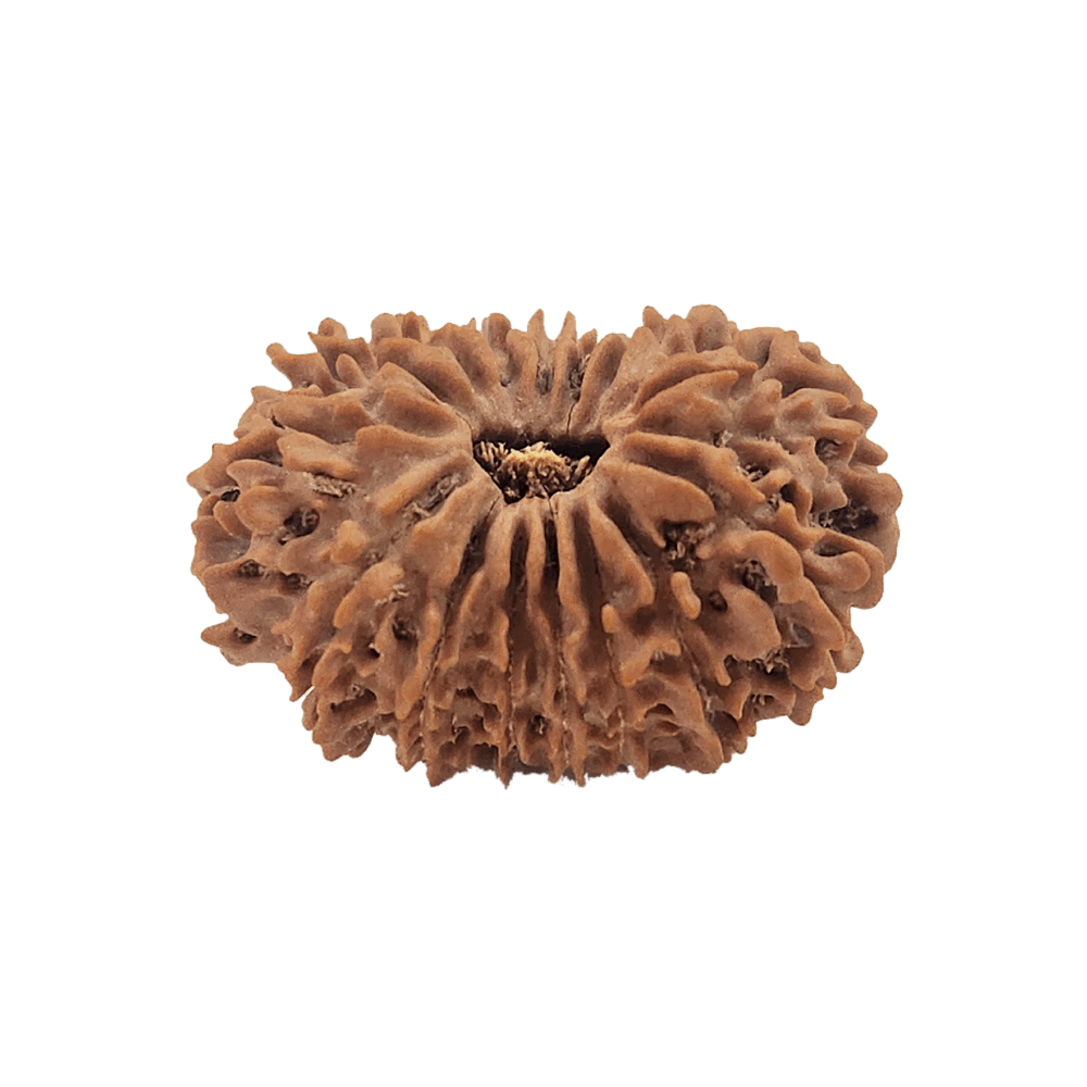 Faces of 16 Mukhi Rudraksha