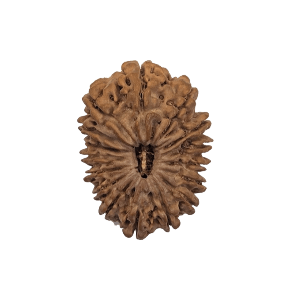 Faces of 17 Mukhi Rudraksha
