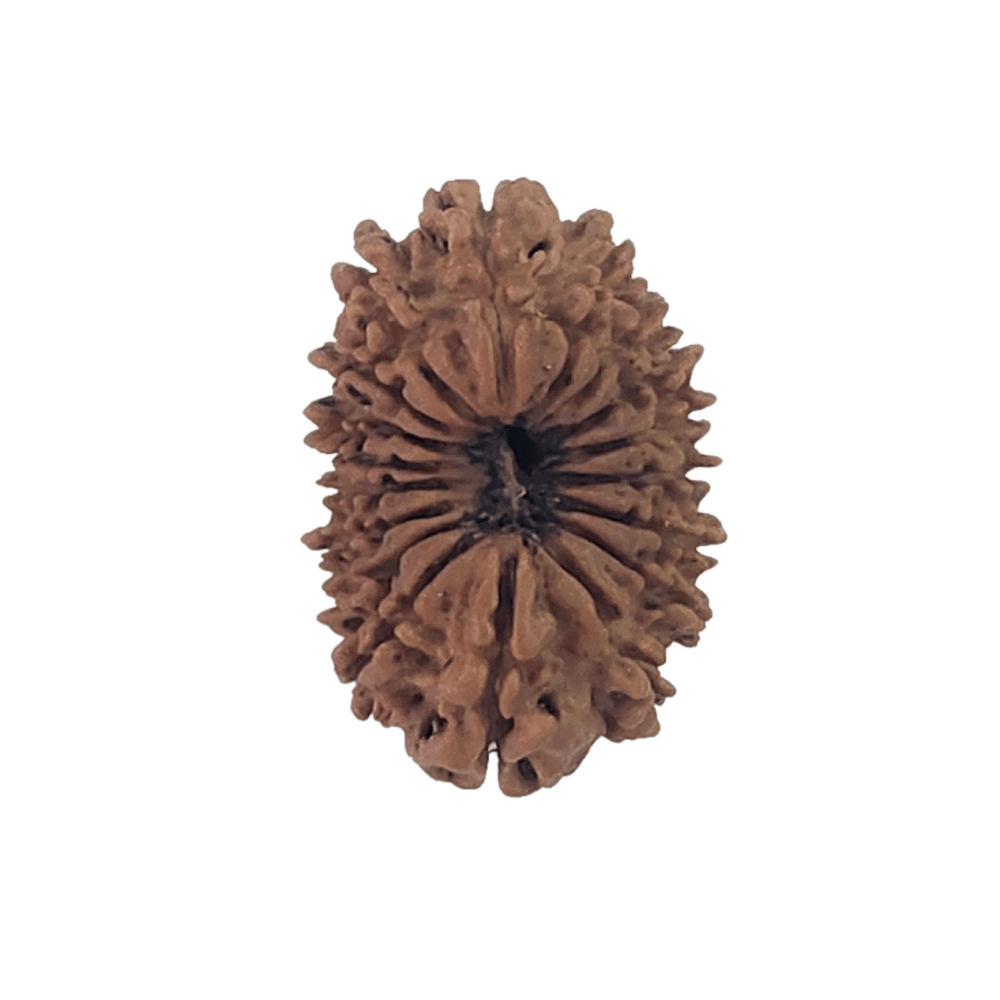 Faces of 18 Mukhi Rudraksha