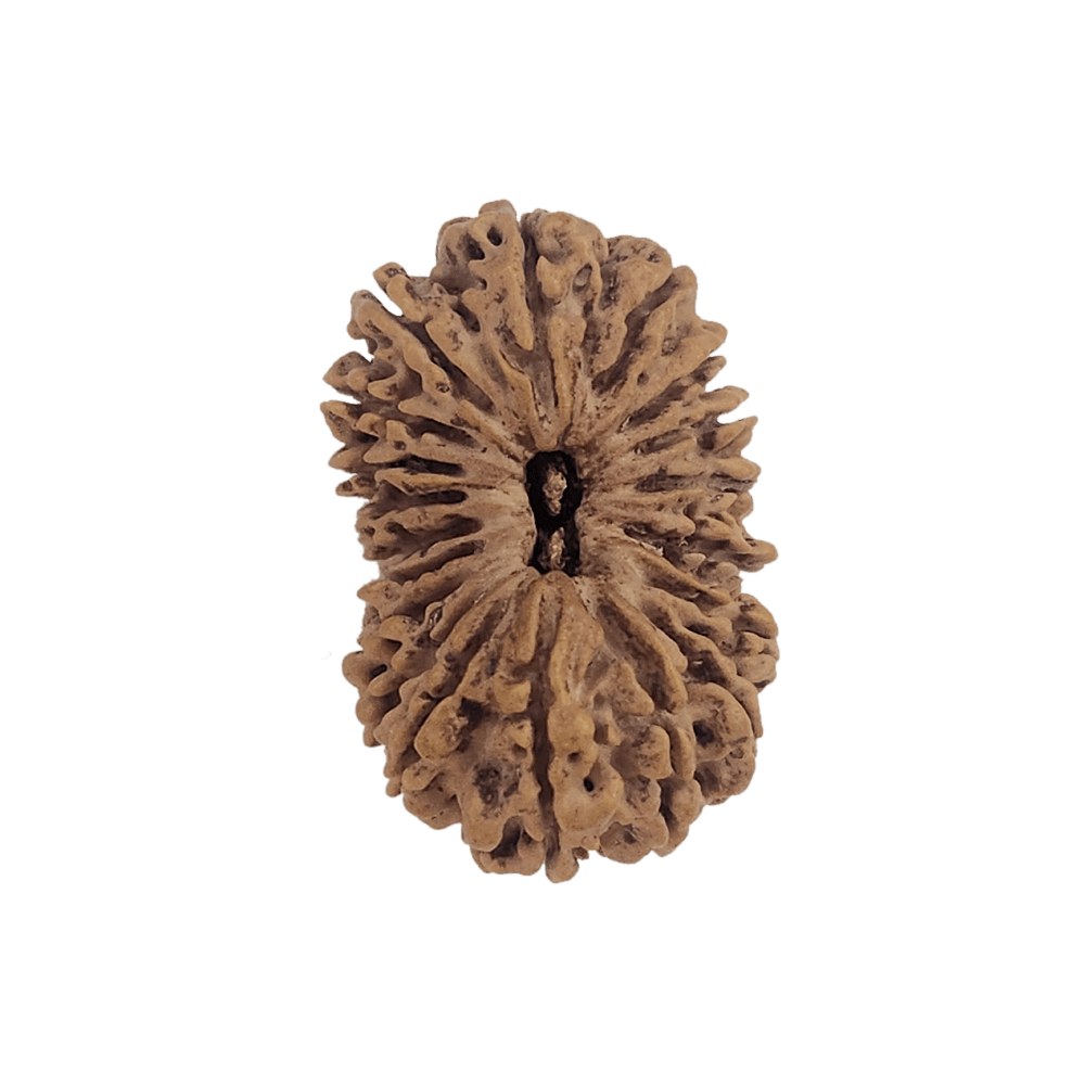 Faces of 20 Mukhi Rudraksha