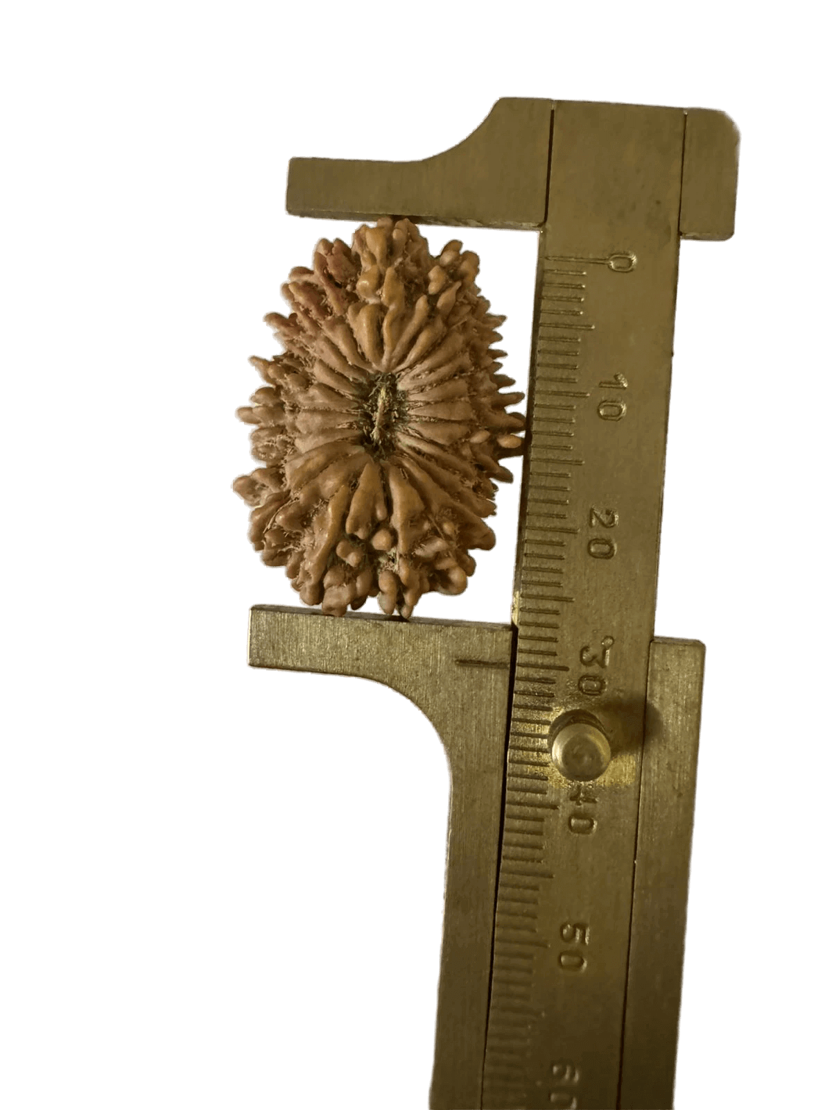 Faces of 21 Mukhi Rudraksha