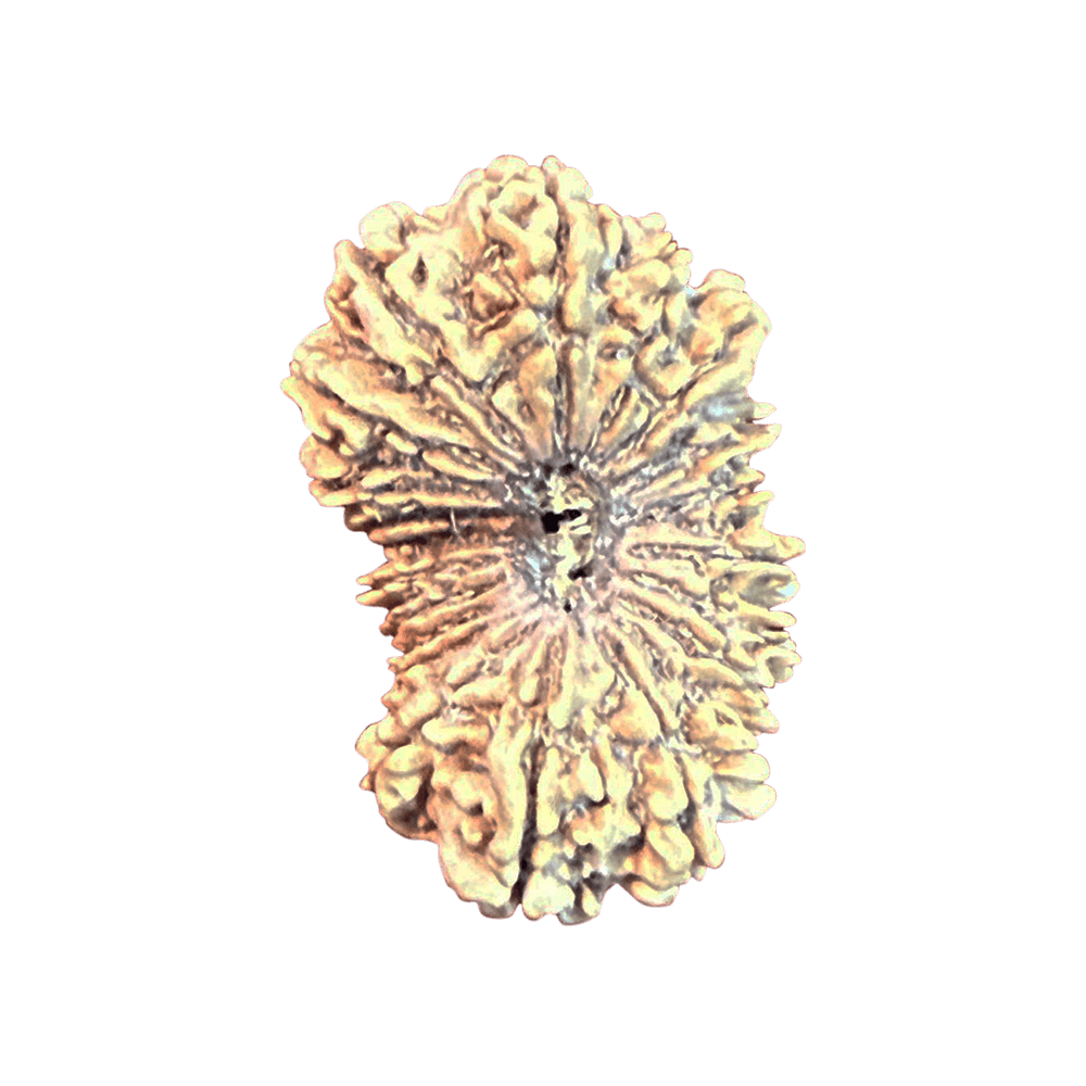 Faces of 19 Mukhi Rudraksha